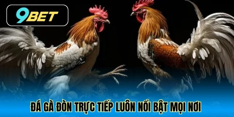 Đá gà đòn trực tiếp luôn nổi bật mọi nơi 